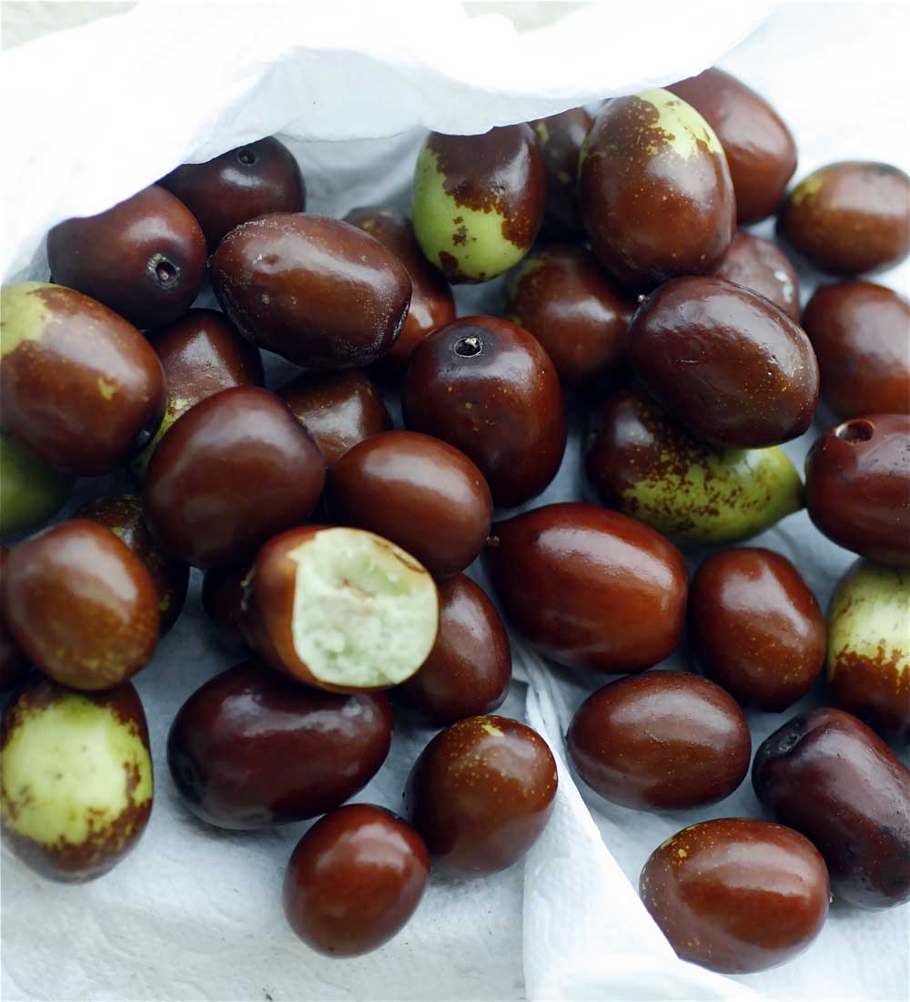 Details about   JUS Farm 15 Seeds Sweet Organic Rare Apple flavor LANG JUJUBE  delicious Date.
