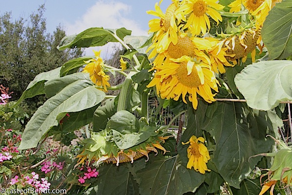 Sunflower seeds - Taste of Beirut