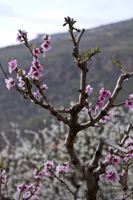 flowering prune