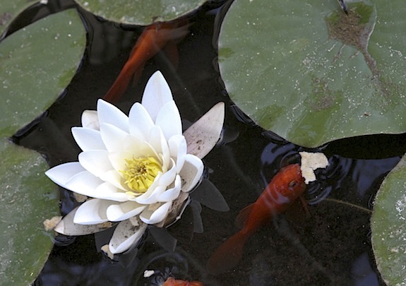 goldfish in pond