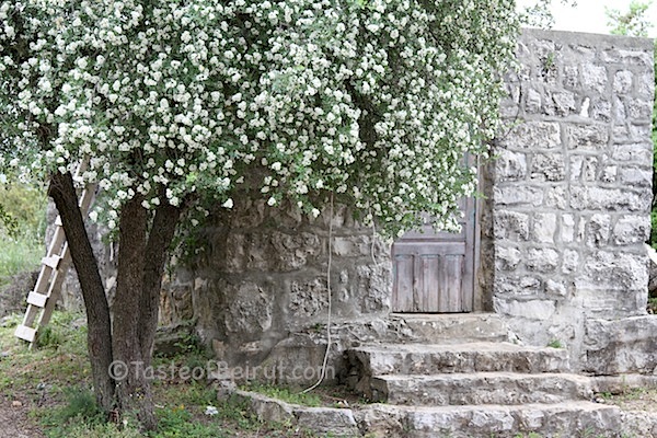 dup hawthorn in blossom by cabin
