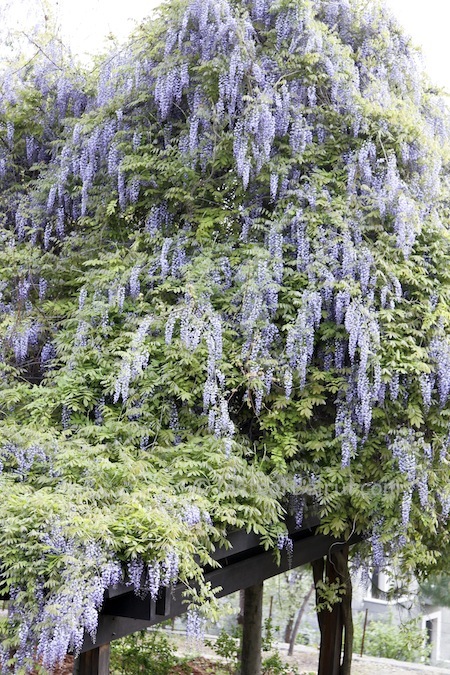 wisteria in garden chouf