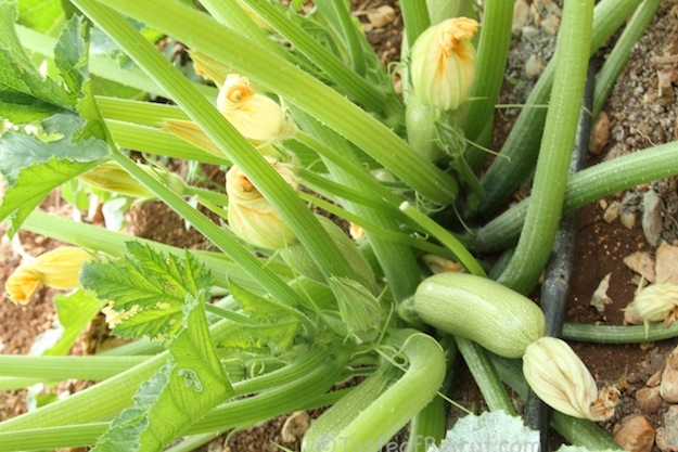 dup zucchini plant
