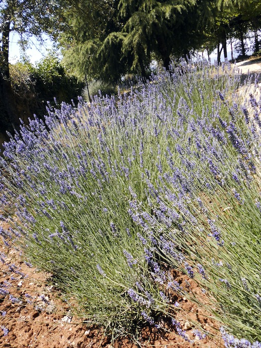lavender bushes