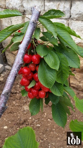 cherries in Hammana